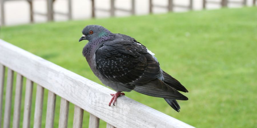 Pigeons Biset Féral à Distré