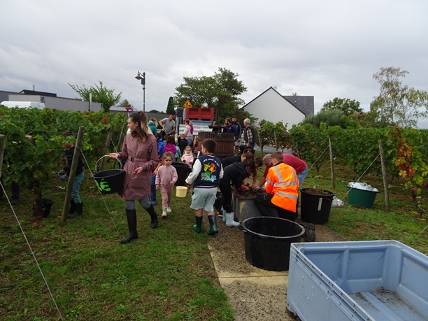 vendanges 25 3