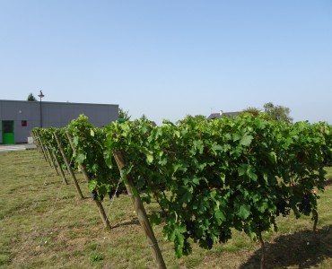 Vendanges communales à Distré Vendanges communales à Distré